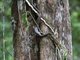 Puffing Snake (Phrynonax poecilonotus)