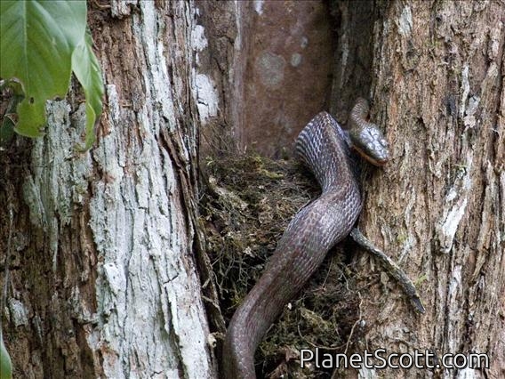 Puffing Snake (Phrynonax poecilonotus)