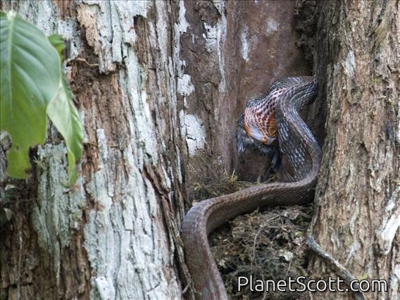 Puffing Snake (Phrynonax poecilonotus)