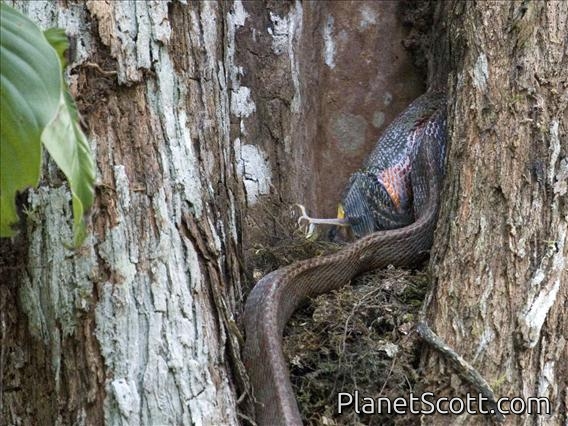 Puffing Snake (Phrynonax poecilonotus)