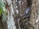 Puffing Snake (Phrynonax poecilonotus)