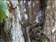 Puffing Snake (Phrynonax poecilonotus)