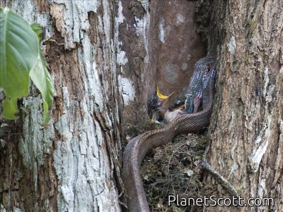Puffing Snake (Phrynonax poecilonotus)