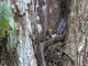 Puffing Snake (Phrynonax poecilonotus)