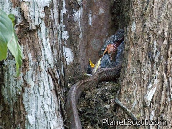 Puffing Snake (Phrynonax poecilonotus)