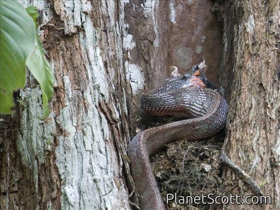 Puffing Snake (Phrynonax poecilonotus)