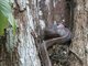 Puffing Snake (Phrynonax poecilonotus)