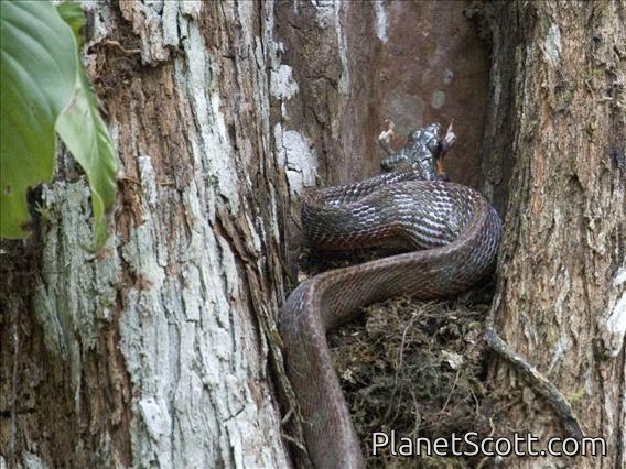 Puffing Snake (Phrynonax poecilonotus)
