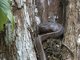 Puffing Snake (Phrynonax poecilonotus)
