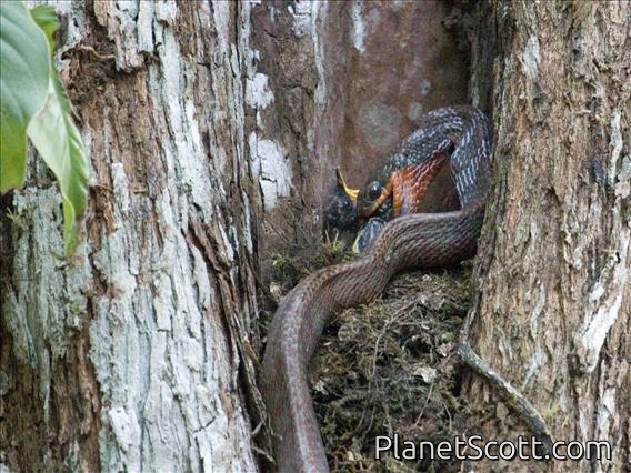Puffing Snake (Phrynonax poecilonotus)