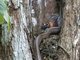 Puffing Snake (Phrynonax poecilonotus)