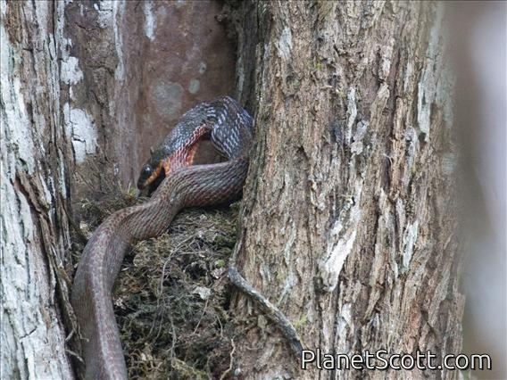 Puffing Snake (Phrynonax poecilonotus)