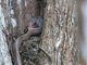 Puffing Snake (Phrynonax poecilonotus)