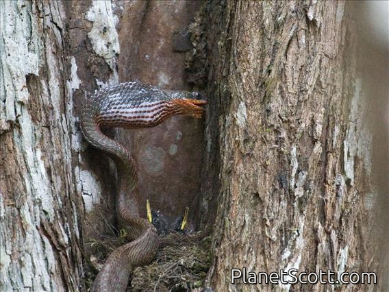 Puffing Snake (Phrynonax poecilonotus)