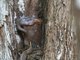 Puffing Snake (Phrynonax poecilonotus)