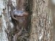 Puffing Snake (Phrynonax poecilonotus)