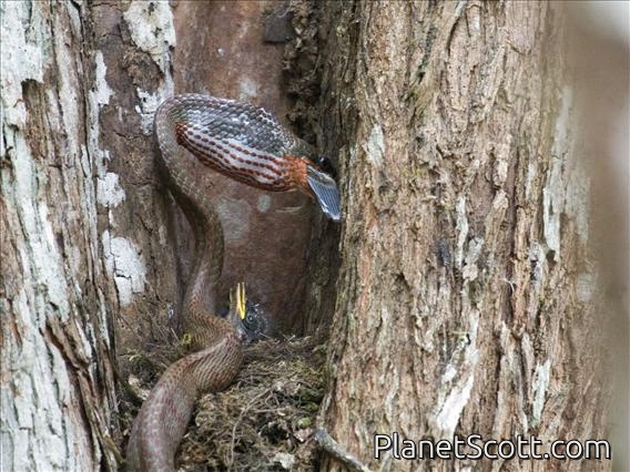 Puffing Snake (Phrynonax poecilonotus)