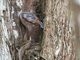 Puffing Snake (Phrynonax poecilonotus)