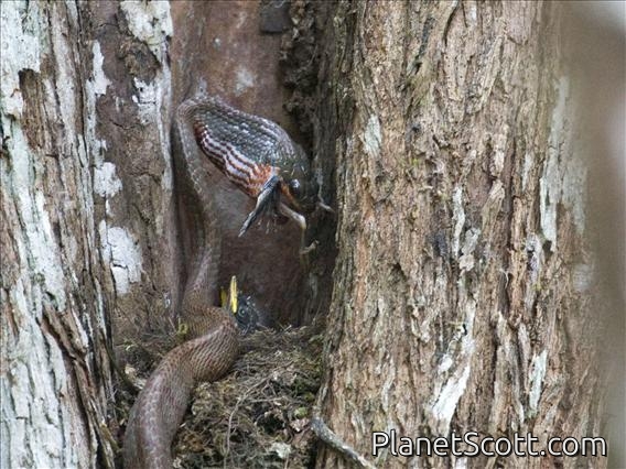 Puffing Snake (Phrynonax poecilonotus)