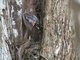 Puffing Snake (Phrynonax poecilonotus)