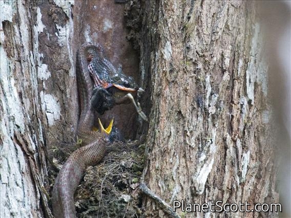 Puffing Snake (Phrynonax poecilonotus)