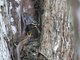 Puffing Snake (Phrynonax poecilonotus)