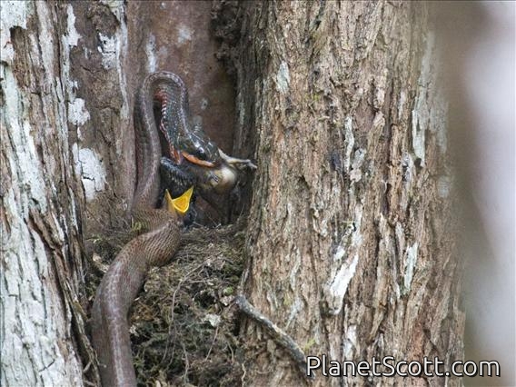 Puffing Snake (Phrynonax poecilonotus)