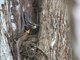 Puffing Snake (Phrynonax poecilonotus)