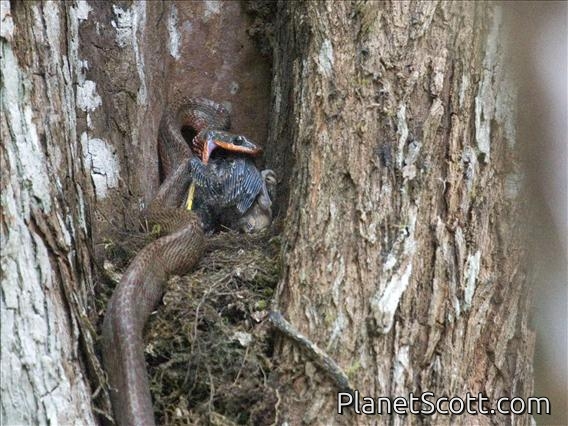 Puffing Snake (Phrynonax poecilonotus)