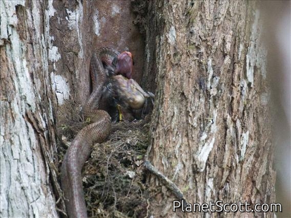 Puffing Snake (Phrynonax poecilonotus)