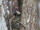 Puffing Snake (Phrynonax poecilonotus)