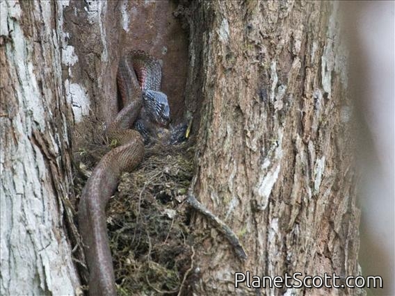Puffing Snake (Phrynonax poecilonotus)