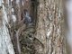 Puffing Snake (Phrynonax poecilonotus)