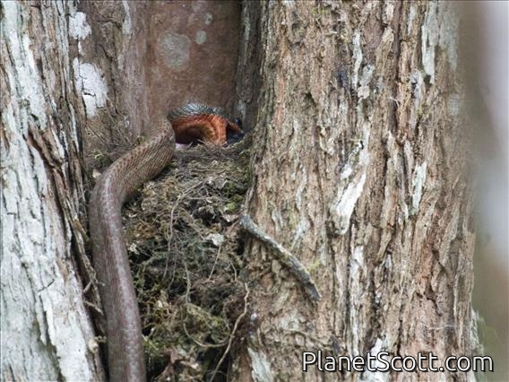 Puffing Snake (Phrynonax poecilonotus)