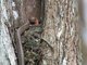 Puffing Snake (Phrynonax poecilonotus)