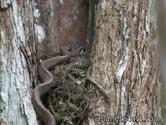 Puffing Snake (Phrynonax poecilonotus)