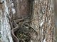 Puffing Snake (Phrynonax poecilonotus)
