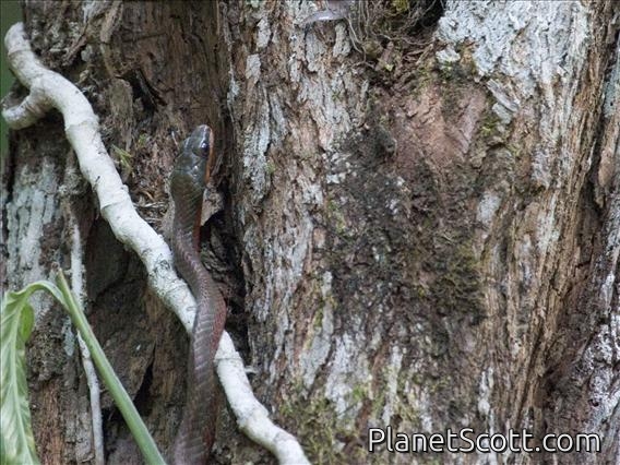Puffing Snake (Phrynonax poecilonotus)