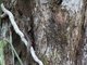 Puffing Snake (Phrynonax poecilonotus)