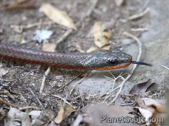 Puffing Snake (Phrynonax poecilonotus)