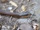 Puffing Snake (Phrynonax poecilonotus)