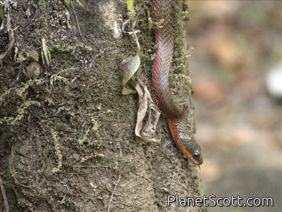 Puffing Snake (Phrynonax poecilonotus)