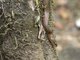Puffing Snake (Phrynonax poecilonotus)