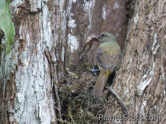 Bright-rumped Attila (Attila spadiceus) - Honey, where are the kids?