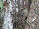 Bright-rumped Attila (Attila spadiceus) - Honey, where are the kids?