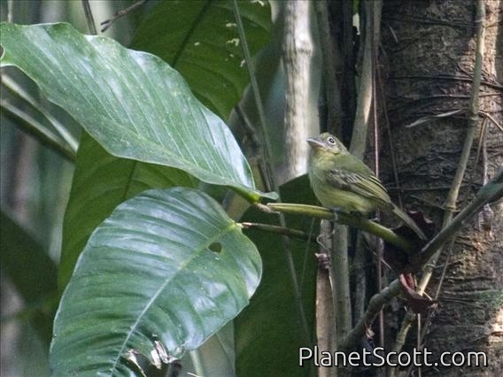 Western Olivaceous Flatbill (Rhynchocyclus aequinoctialis)