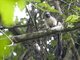 Geoffroy's tamarin (Saguinus geoffroyi)