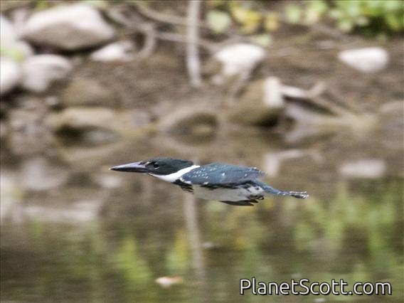 Amazon Kingfisher (Chloroceryle amazona)