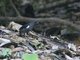 Scarlet-browed Tanager (Heterospingus xanthopygius)