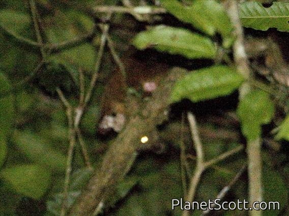 Kinkajou (Potos flavus)